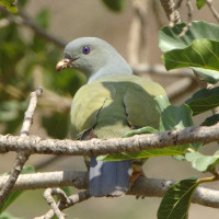 Bruce's Green-Pigeon